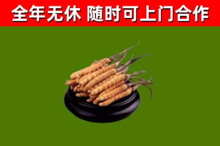 通辽市回收冬虫夏草